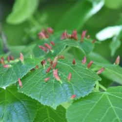 Nail galls caused by Eriophyes tiliae mites on the leaves of Large-leaved Lime trees.