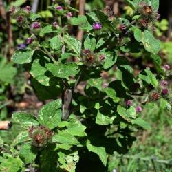 The spikes of Lesser Burdock have many bracts, each of which ends in a hook. These fruits are transported by animals.