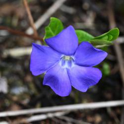 Lesser Periwinkle is a trailing woody perennial with a striking, blue flower, that is found in woods and roadside banks.