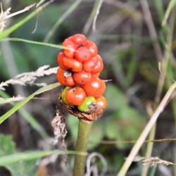 Lords-and-Ladies or Cuckoo Pint produces flowers from April, followed by toxic orange-red berries.