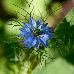 Love-in-a-mist flowers both white and blue, more commonly the latter.