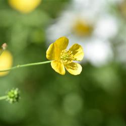 The family name of the Meadow Buttercup, ranunculus, means 'little frog'!
