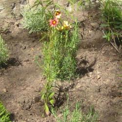 Memorial Garden planting, Coreopsis Big Bang Redshift