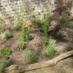 Hebe ‘Green Globe’, Heene Cemetery, October 2025