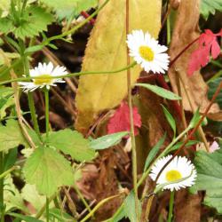 The daisy-like flowers of Mexican Fleabane are pink (turning white) with yellow centres, and flower from July.