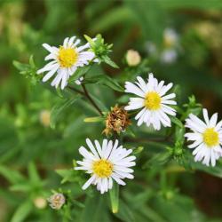 The Michaelmas Daisy has flowers that have yellow disc florets and lilac-coloured rays that appear in July.
