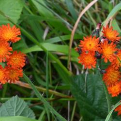 Orange Hawkweed gives off a honey-like odour in the sunshine. Hawkweed extracts are used to treat lung disorders and asthma.
