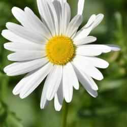 The Oxeye Daisy is a highly successful native, one of the most numerous plants in the cemetery, flowering from May. 