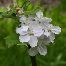 The Peasgood's Nonsuch apple variety is a dessert and cooking cultivar developed in 1858.
