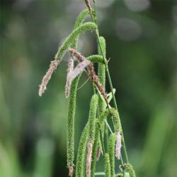 The long, slender, drooping flower spikes, appearing from May, are characteristic of the native Pendulous Sedge.