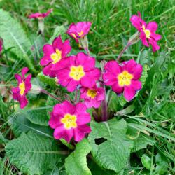 Polyanthuses are garden varieties of Primroses which have been cultivated for their colour varieties.