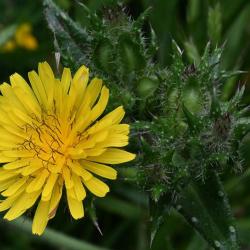 The yellow flowerheads of Prickly Lettuce, with their purplish sepal-like bracts, appear in July. 