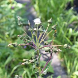 The May flowerheads of Prickly Sow-thistle are yellow, and the pappuses can be used like the dandelion clock.