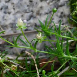 Procumbent Pearlwort (also Matted Pearlwort or Birdeye Pearlwort) is a low-growing, perennial plant with a spreading habit.