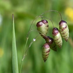 Quaking Grass is classed as having a Red List GB Post 2001 NT (near-threatened) conservation status.