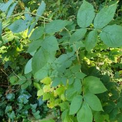Raspberry plants are usually perennials which give biennial stems or 'canes'.