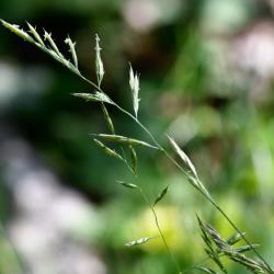 Red Fescue is a native, shade-loving, creeping perennial, with dark green glossy, bristly leaves which are rolled into tubes.