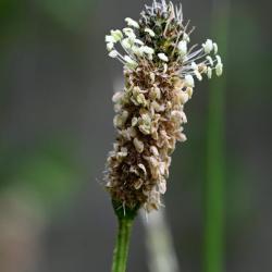 In April the brown flowers of Ribwort Plantain sit above the lanceolate leaves of this common native plant.