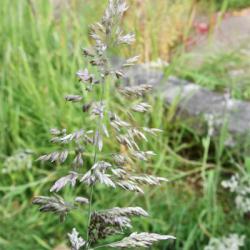 Rough Meadow-grass is an annual or perennial creeping grass has yellow-green or grey-green leaves.
