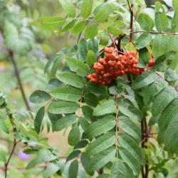 The Rowan is a small, slender deciduous tree that sports feather-shaped leaves, and creamy white flowers and scarlet berries.