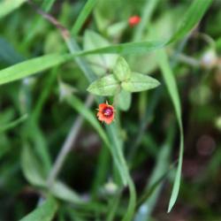 The native Scarlet Pimpernel has star-like flowers that vary in colour (red, pink, lilac, blue) appearing from May.