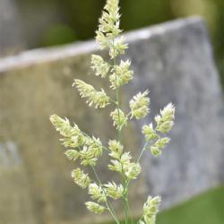 Sheep's Fescue is a short, slow-growing native perennial with grey-green bristly leaves.