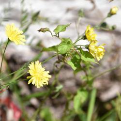 Smooth Hawk's-beard is a native species that flowers in June.