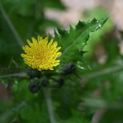 The May flowerheads of Smooth Sow-thistle are yellow, and the pappuses can be used like the dandelion clock.