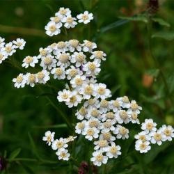 Sneezewort is a flower that has creamy disc florets that have white rays. They appear from July. 