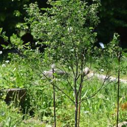 The Spindle Tree flowers from May, but is at its loveliest in Autumn, when its leaves turn a russet colour.