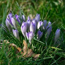 Clumps of pale and delicate Spring Crocus are often the first spring flowers to appear in the Cemetery.