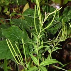 Square-stalked Willowherb has unstalked strap-shaped leaves, and petals with little in the way of notches.