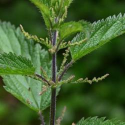 The so-called Stinging Nettle is a native plant, flowering from June.