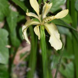 Stinking Iris produces a meaty smell when its leaves are crushed, but the plant as a whole does not stink.