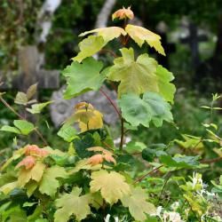 The Sycamore flowers in hanging clusters, from May, and the winged fruits, produce a prolific number of seedlings.