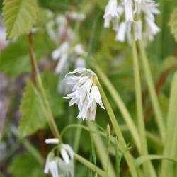 Three-cornered Garlic or Leek is an  introduced Mediterranean species forms smothering monocultures.