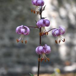 A Turk's cap lily spotted in June 2020.
