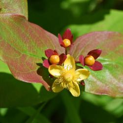 Tutsan bears green berries, which turn red and then purplish-black.