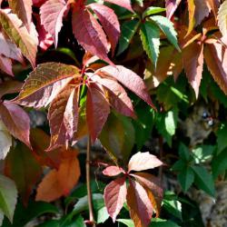 The Virginia Creeper has distinctive leaves with five elliptical leaflets (hence the Latin name quinquefolia).