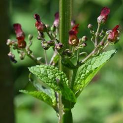 This perennial of damp places rises like a Willowherb to nearly two metres in height, showing small, brown, gaping flowers.