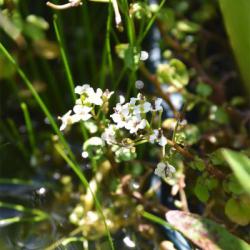 The white flowers of the native Wavy Bitter-cress are seen in April, and the wavy stems are characteristic.
