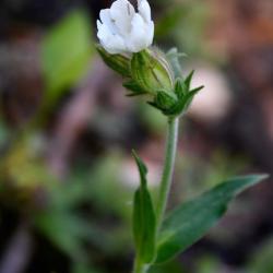Our native White Campion begins flowering in May.