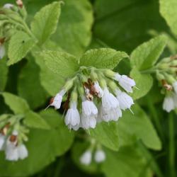 White Comfrey is an established rather than a native plant. The white flowers appear in May.