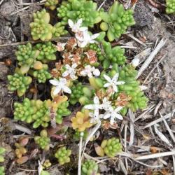 White Stonecrop is a creeping, perennial herb that forms mat-like stands.