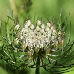 The white flowers of the Wild Carrot appear in June, the centre flower of the umbel often being red.