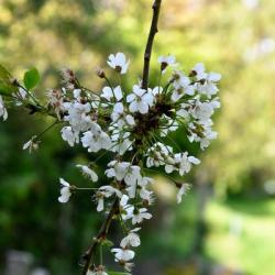 Wild Cherry trees bear clusters of delicate white flowers in April, often providing ethereal displays in Spring.