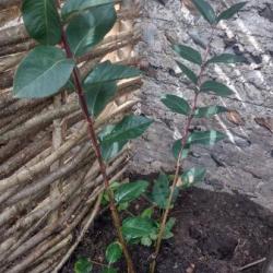 Winter-flowering Honeysuckle planted in Heene Cemetery's Memorial Garden, September 2025