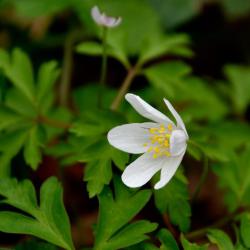 The delicate white flowers of Wood Anemones are solitary, one to a stem, appearing from March to May.
