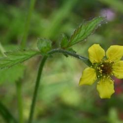 Flowering from May, the yellow flowers of Wood Avens or Herb Bennet are a familiar sight in gardens nowadays. 