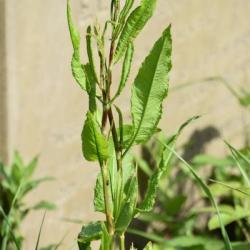 The red-veined leaves of Wood Dock are characteristic, although not always present. 
